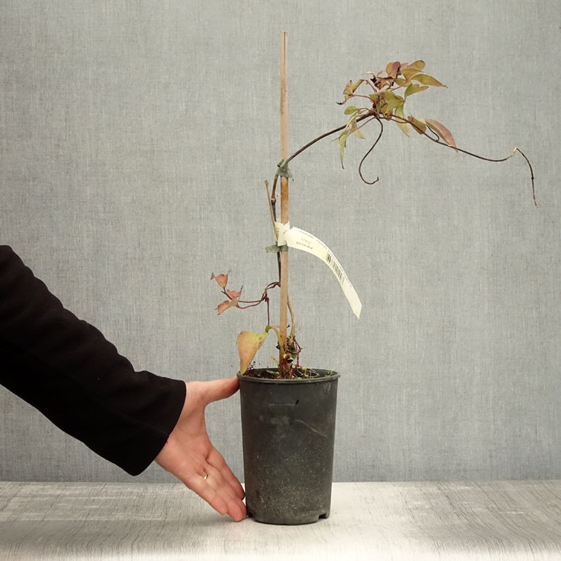 Example of Clematis montana Elizabeth - Berg-Waldrebe Topf mit 2L/3L as you get in automne