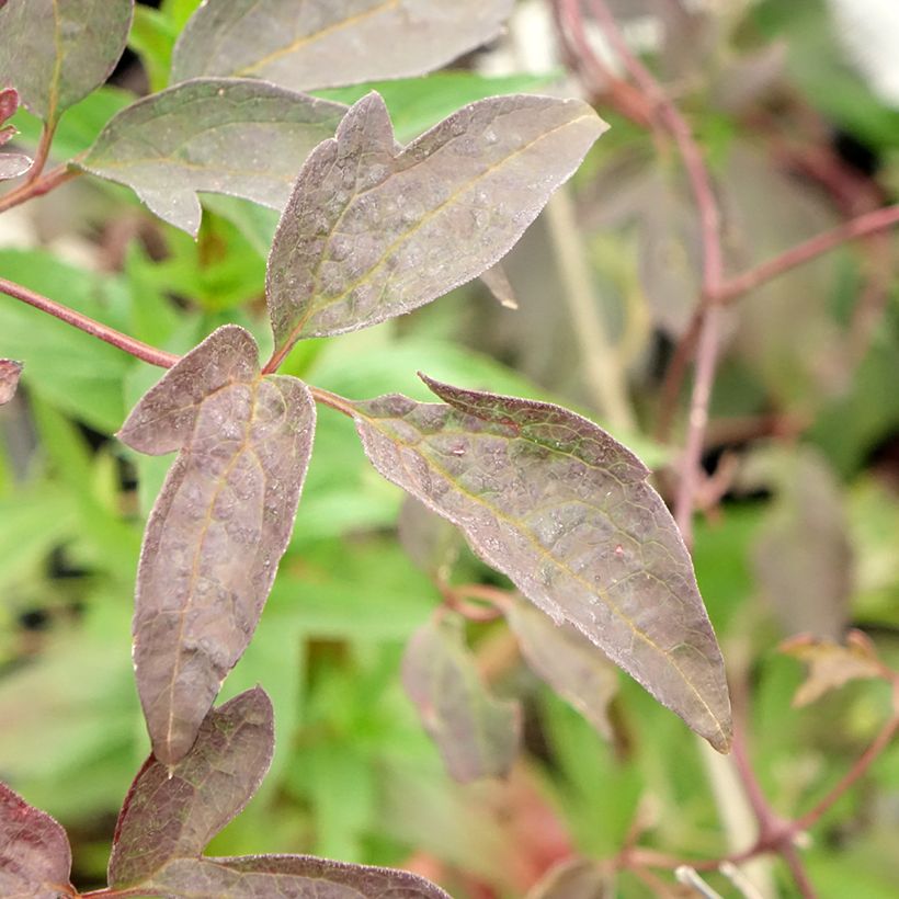 Clematis montana Elizabeth - Berg-Waldrebe (Foliage)