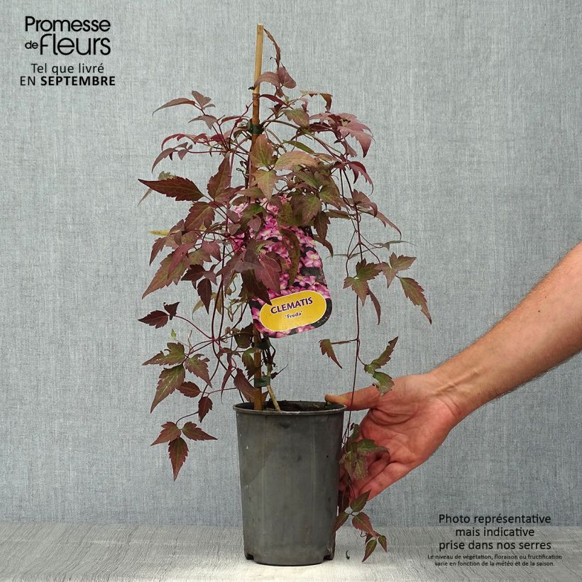 Example of Clematis montana Freda - Berg-Waldrebe Topf mit 2L/3L as you get in automne