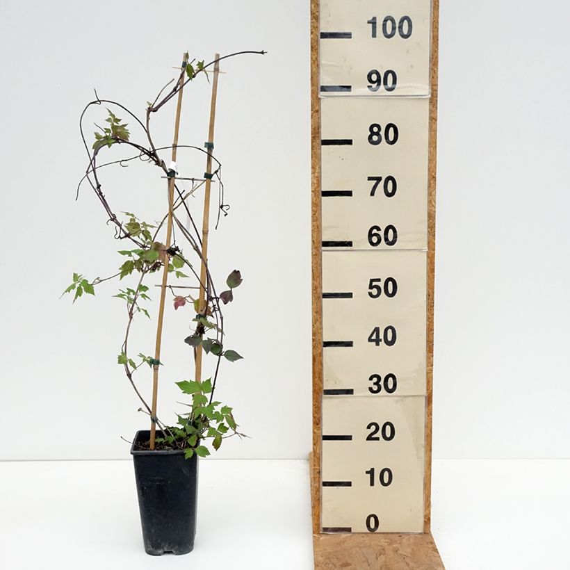 Exemplar von Clematis montana Giant Star - Berg-Waldrebe Topf mit 3L/4L wie im Herbst geliefert