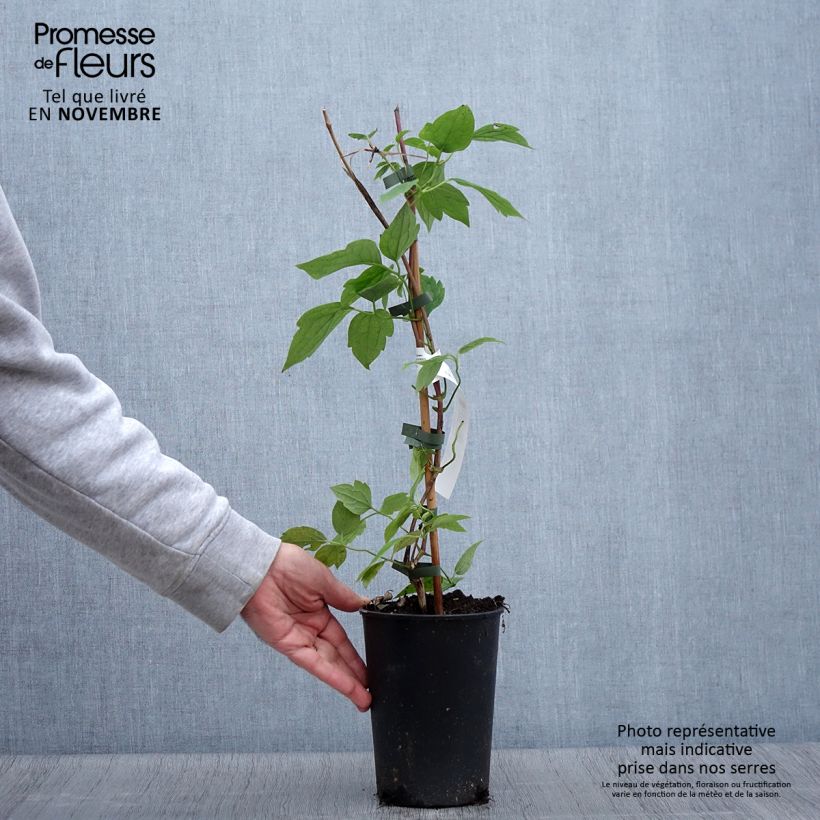 Example of Clematis montana Grandiflora - Berg-Waldrebe Topf mit 1,5L/2L as you get in automne