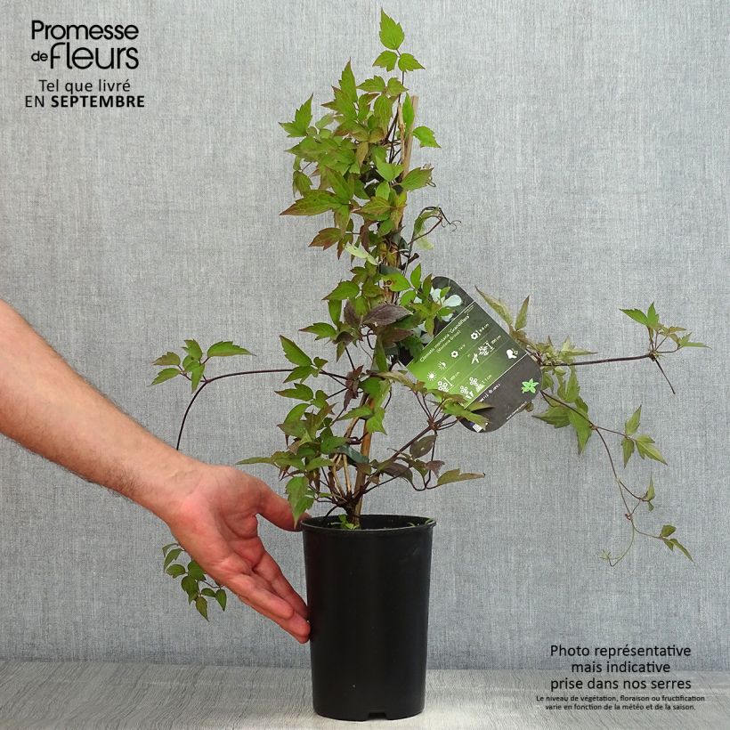 Exemplar von Clematis montana Grandiflora - Berg-Waldrebe Topf mit 1,5L/2L wie im Sommer geliefert