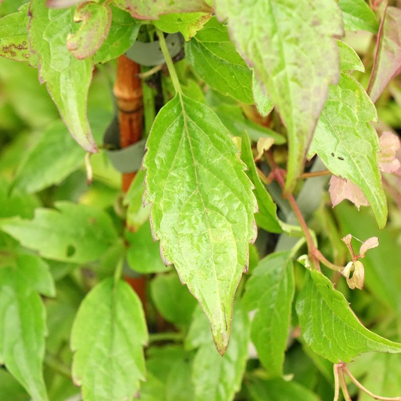 Waldrebe Jenny Keay - Clematis (Foliage)