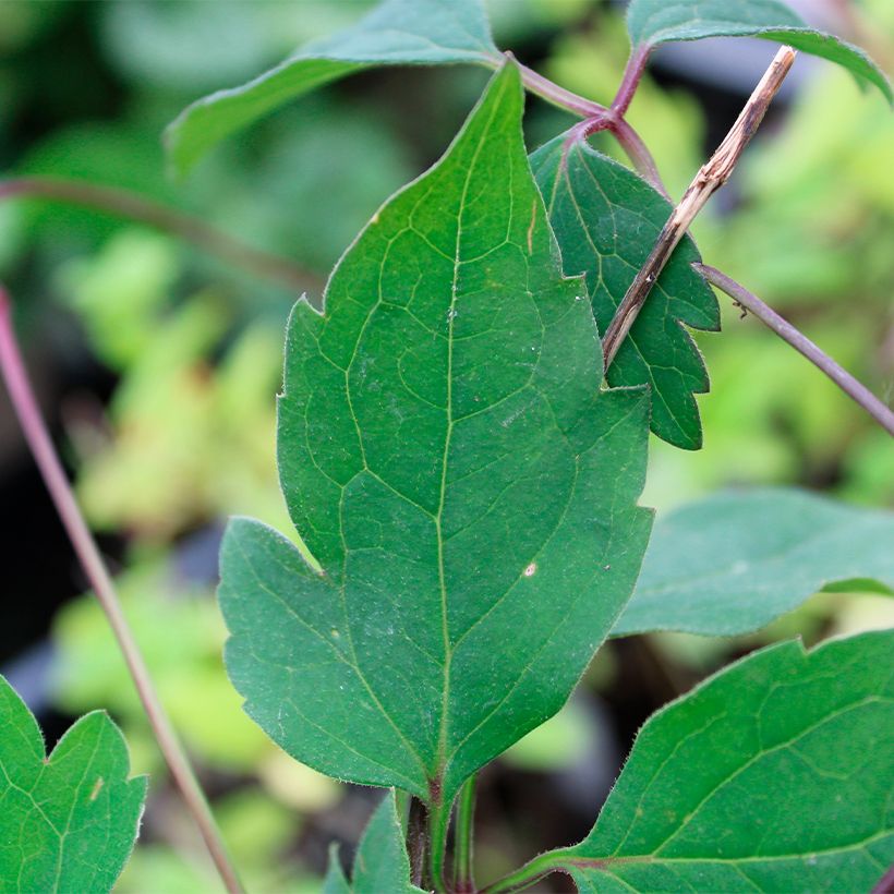 Clematis montana Rubens - Berg-Waldrebe (Foliage)