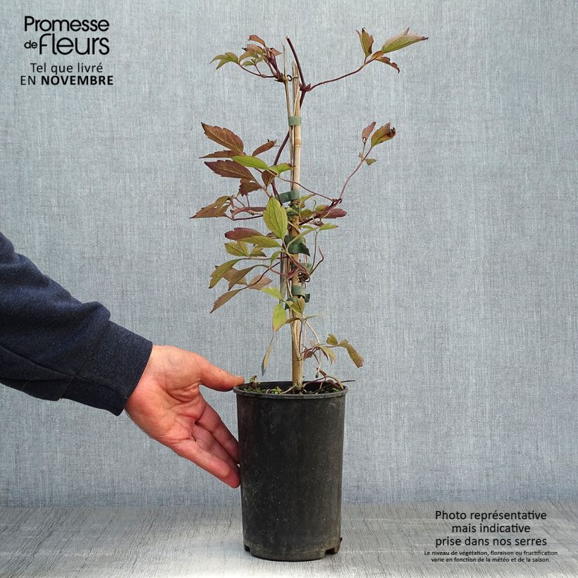 Example of Clematis montana Rubens - Berg-Waldrebe Topf mit 1,5L/2L as you get in automne