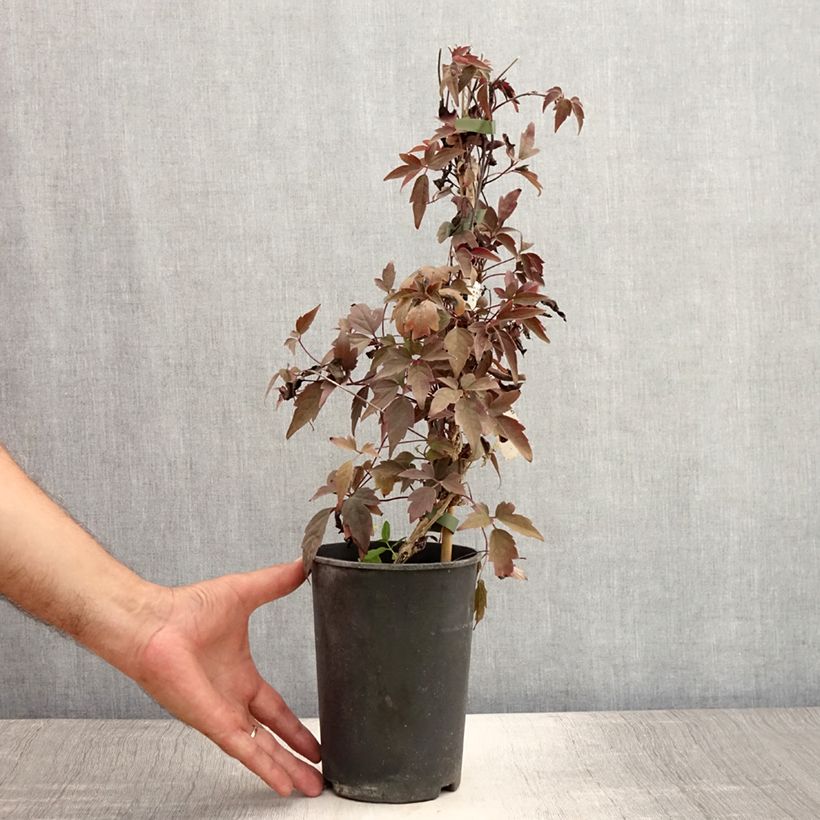 Exemplar von Clematis montana Rubens - Berg-Waldrebe Topf mit 1,5L/2L wie im Sommer geliefert