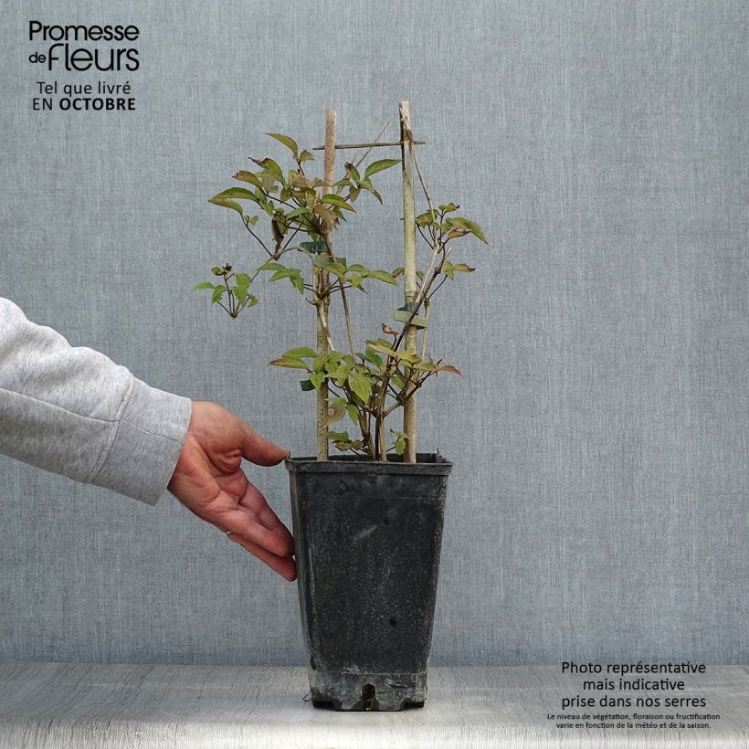 Example of Clematis montana Spooneri - Berg-Waldrebe Topf mit 2L/3L as you get in automne