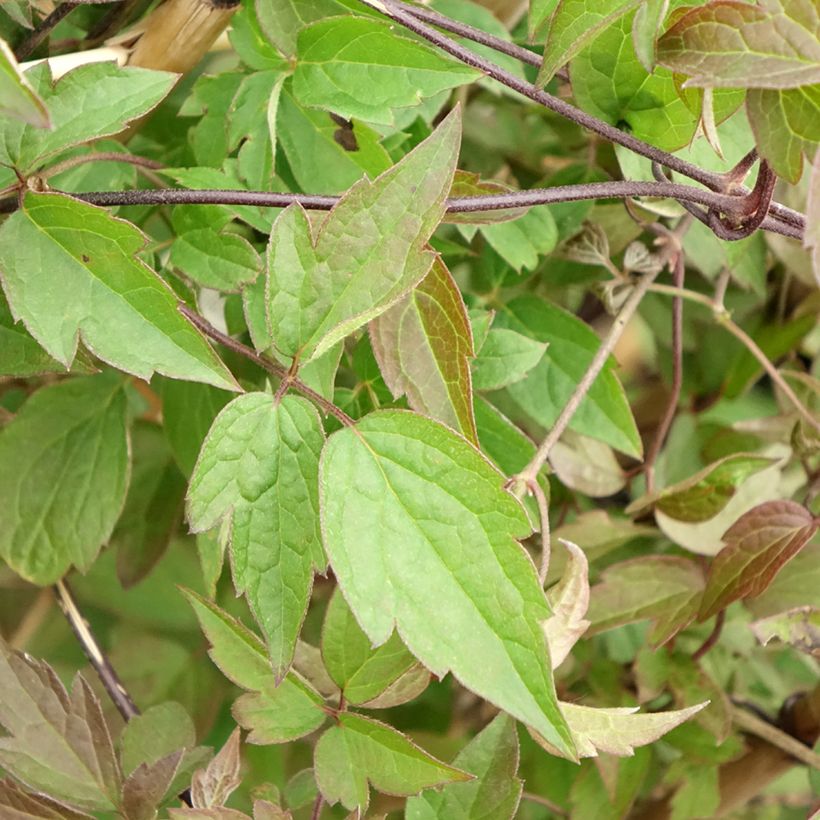 Clematis montana Spooneri - Berg-Waldrebe (Foliage)