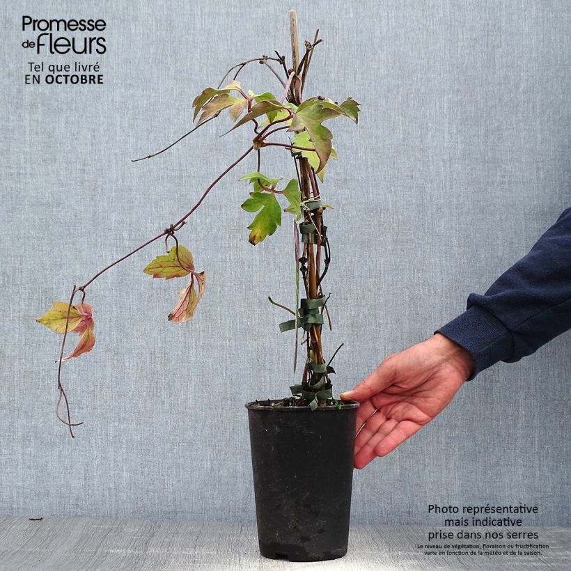 Example of Clematis montana Tetrarose - Berg-Waldrebe Topf mit 2L/3L as you get in automne