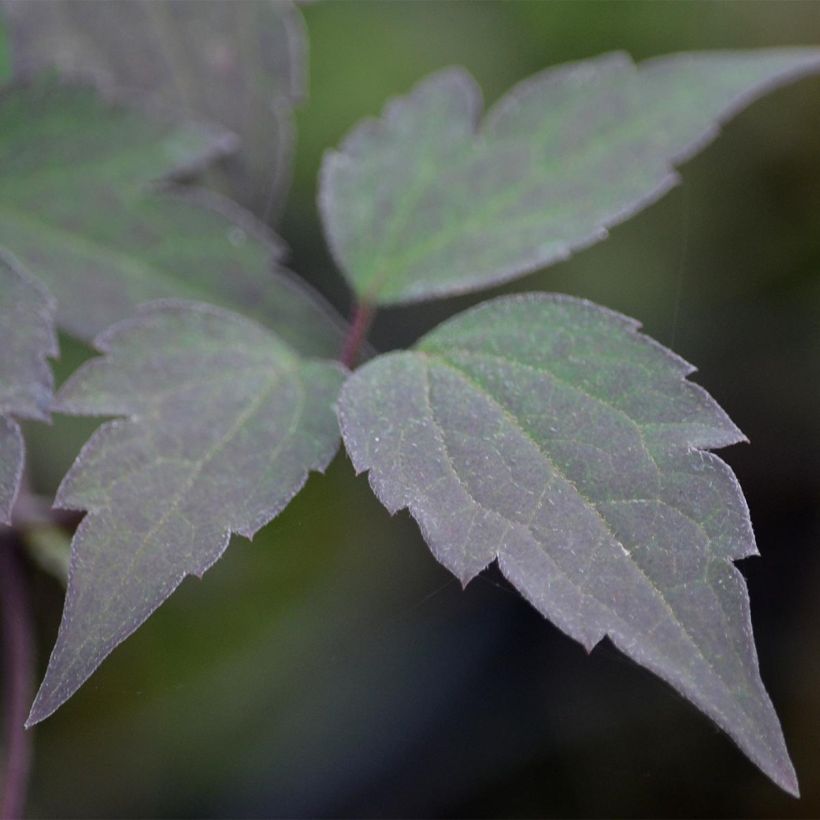 Clematis montana Van Gogh - Berg-Waldrebe (Foliage)