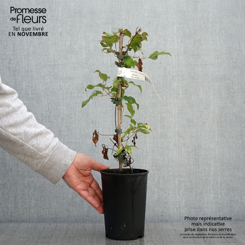 Example of Waldrebe Morning Star - Clematis Topf mit 2L/3L as you get in automne