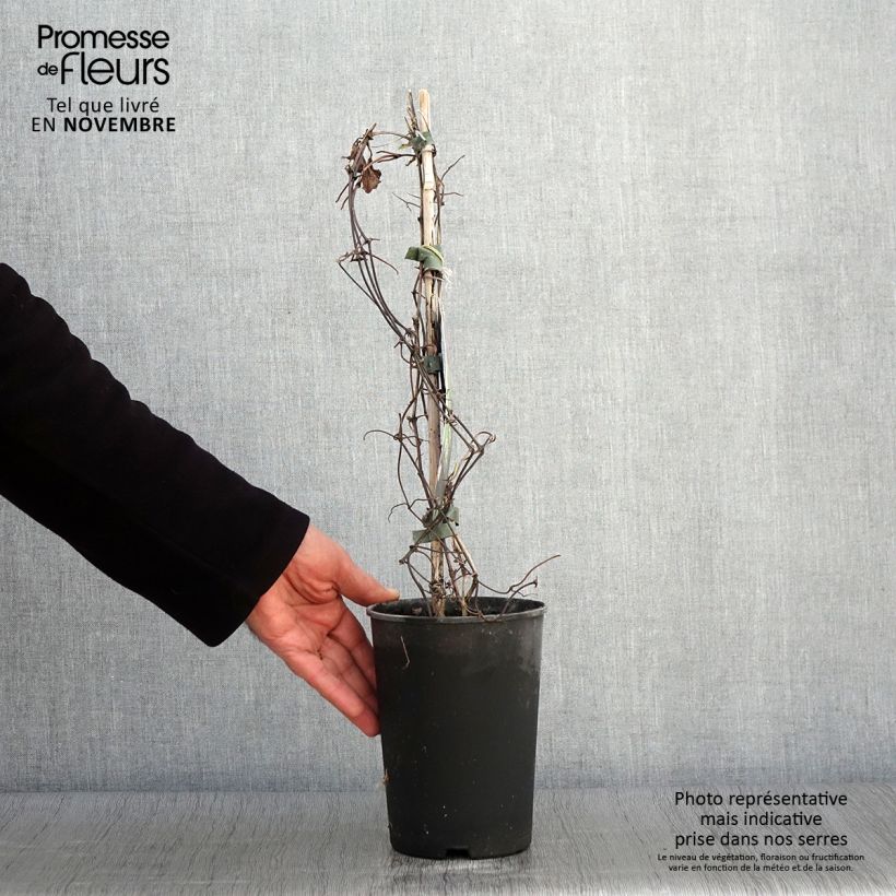 Example of Waldrebe Mrs Cholmondeley - Clematis Topf mit 1,5L/2L as you get in automne