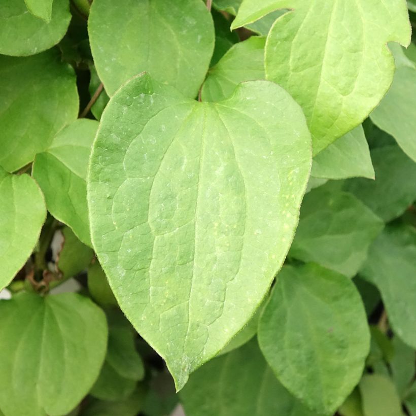 Waldrebe Mrs Cholmondeley - Clematis (Foliage)