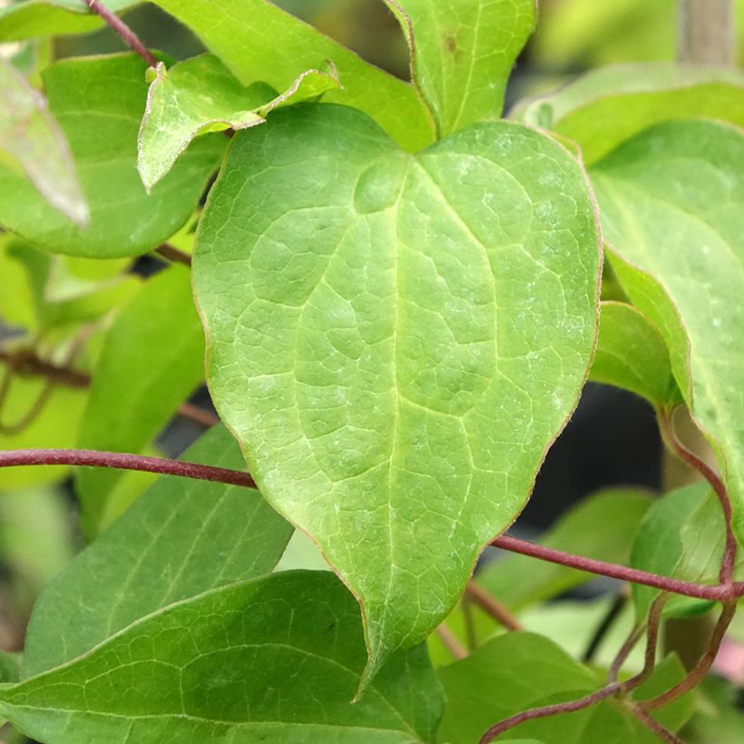 Waldrebe Mrs. Georges Jackman - Clematis (Foliage)