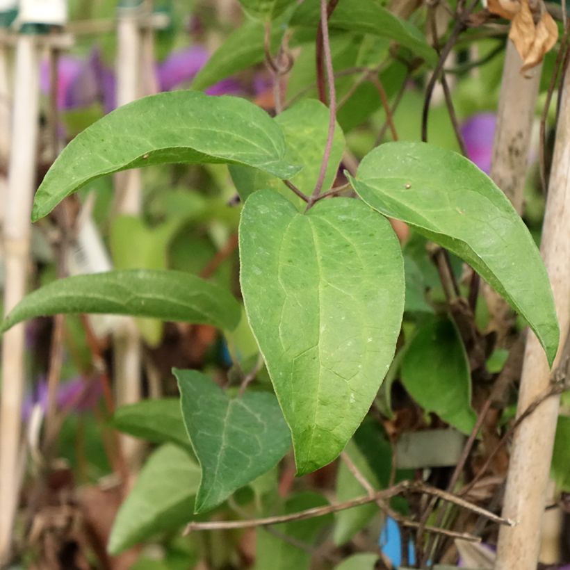 Waldrebe Mrs N. Thompson - Clematis (Foliage)