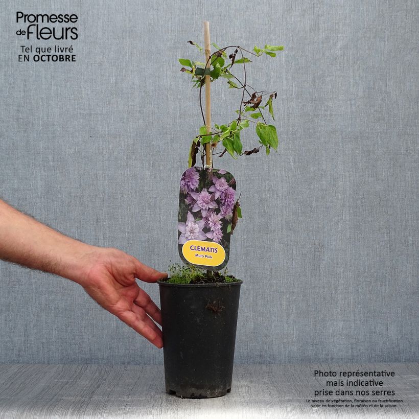 Example of Waldrebe Multi Pink - Clematis Topf mit 2L/3L as you get in automne