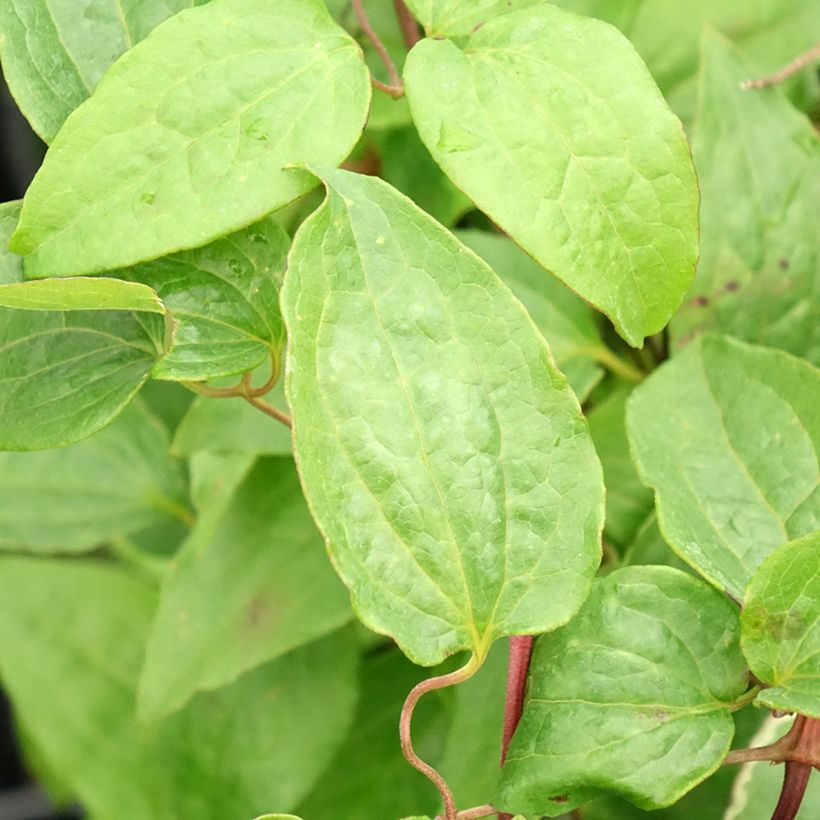 Waldrebe Multi Pink - Clematis (Foliage)