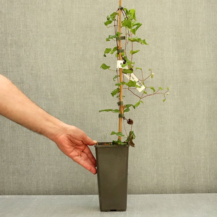 Exemplar von Waldrebe My Darling - Clematis Topf mit 2L/3L wie im Herbst geliefert