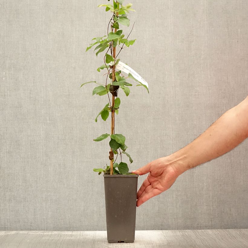 Example of Waldrebe My Darling - Clematis Topf mit 2L/3L as you get in ete