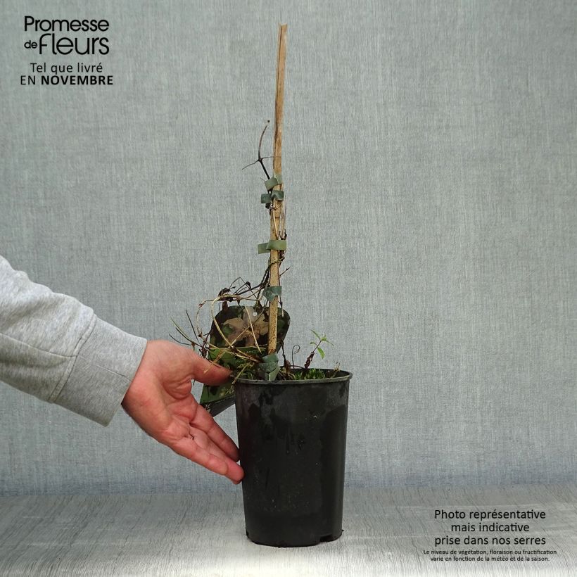 Example of Waldrebe Myosotis - Clematis Topf mit 2L/3L as you get in automne