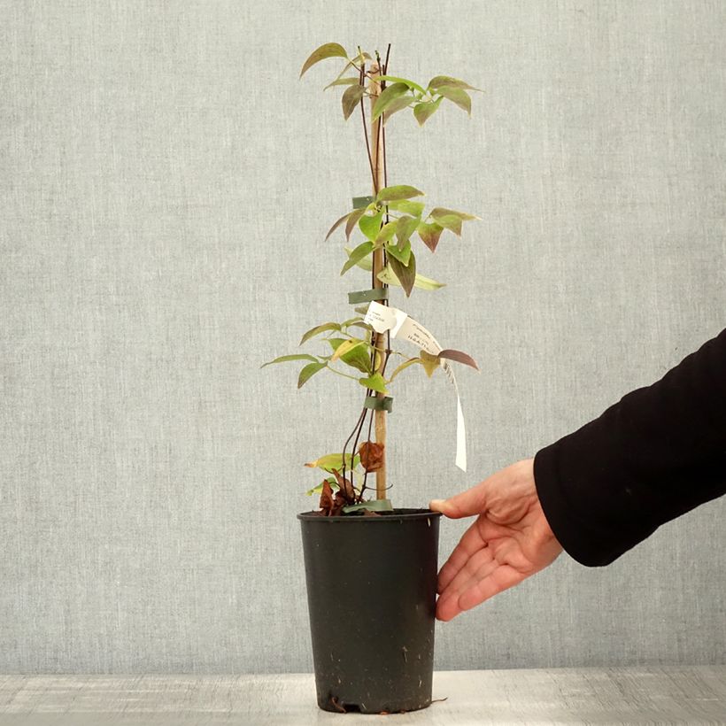 Example of Clematis lanuginosa Nelly Moser - Waldrebe Topf mit 2L/3L as you get in automne