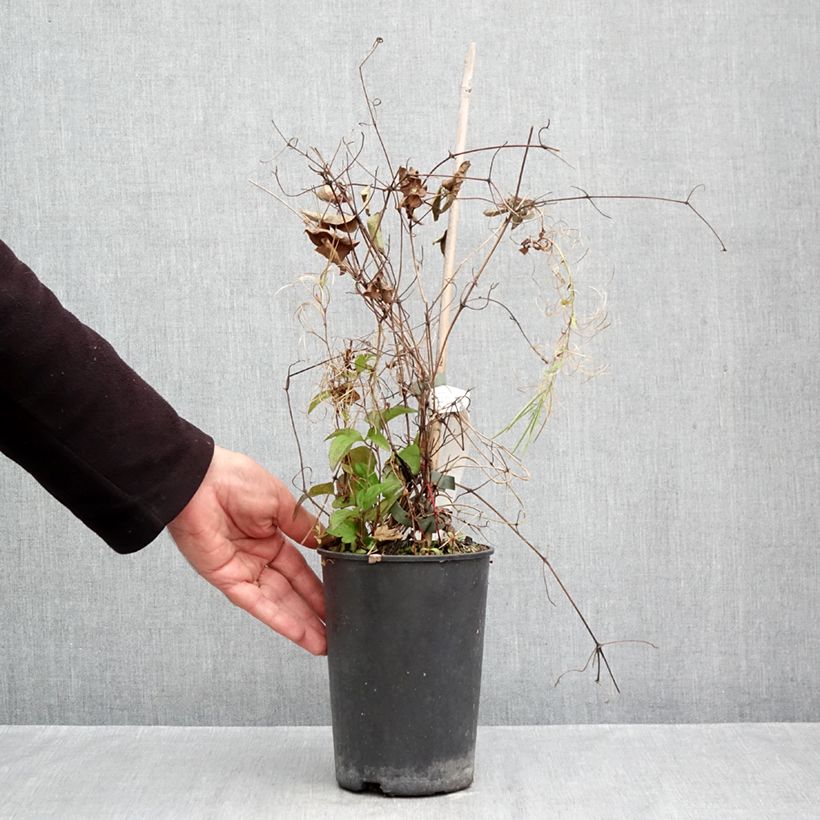 Exemplar von Waldrebe Niobe - Clematis Topf mit 2L/3L wie im Herbst geliefert