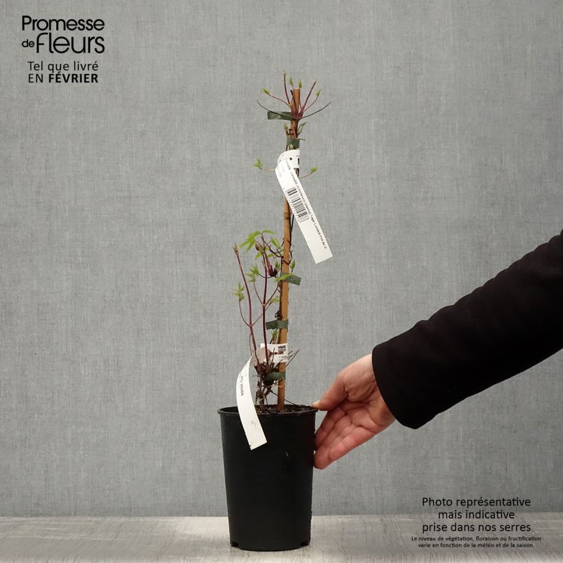 Exemplar von Waldrebe Tage Lundell - Clematis Topf mit 2L/3L wie im Winter geliefert