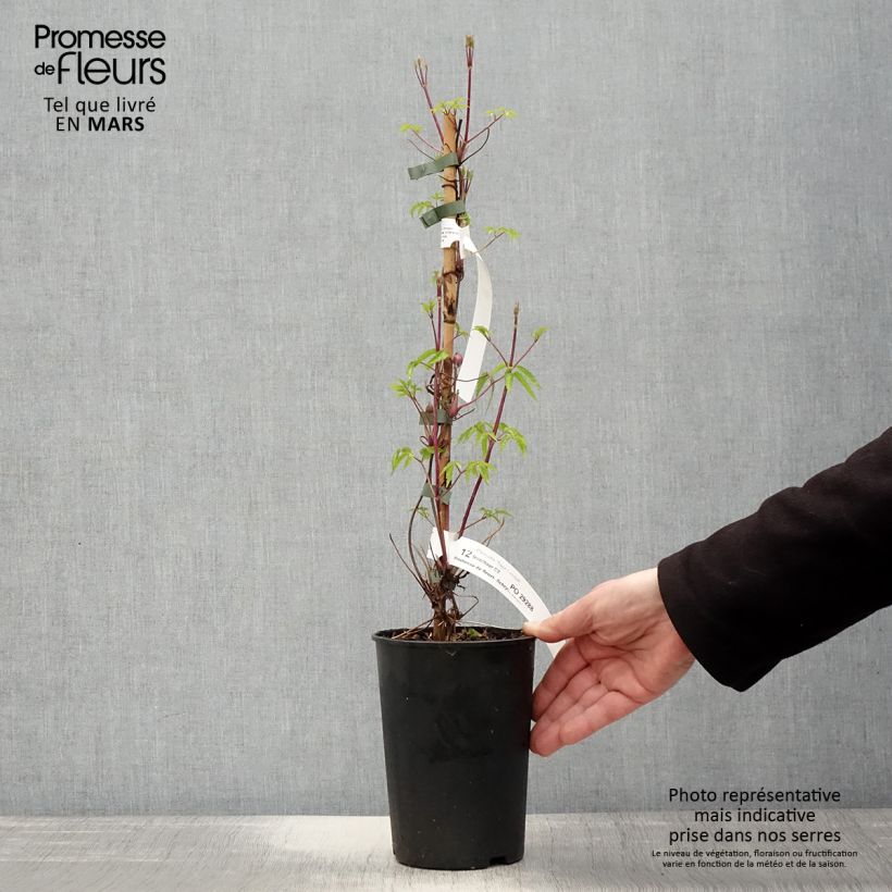 Exemplar von Waldrebe Tage Lundell - Clematis Topf mit 2L/3L wie im Frühjahr geliefert