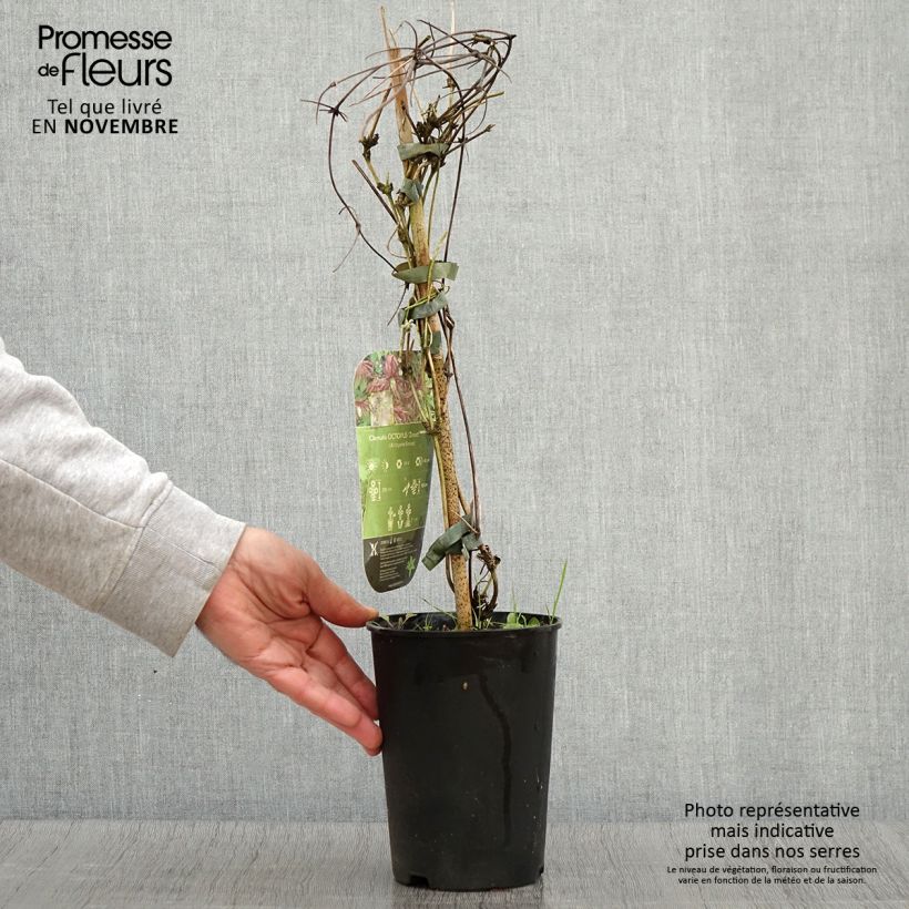 Example of Waldrebe Octopus - Clematis Topf mit 2L/3L as you get in automne