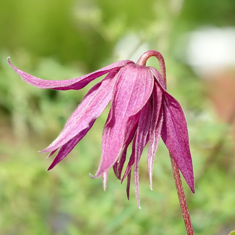 Waldrebe Octopus - Clematis (Flowering)