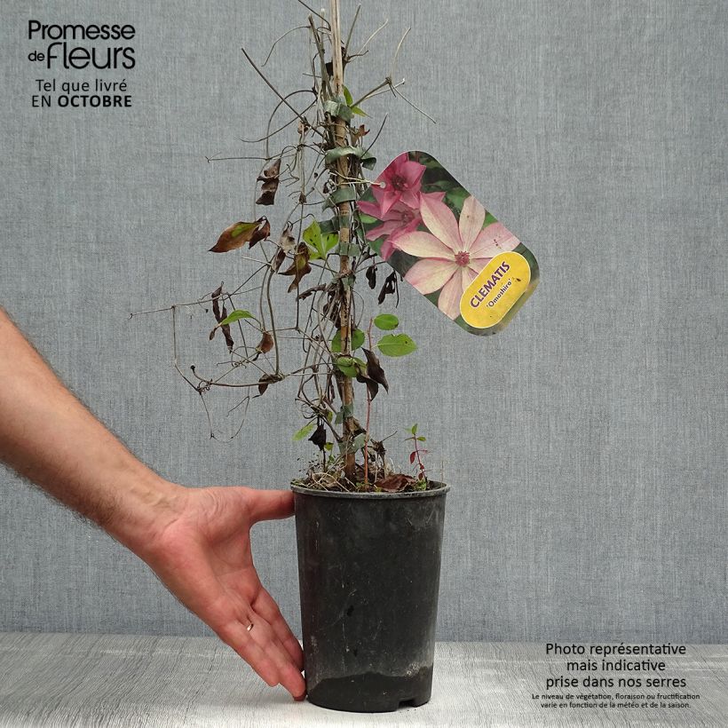 Example of Waldrebe Omoshiro - Clematis Topf mit 2L/3L as you get in automne