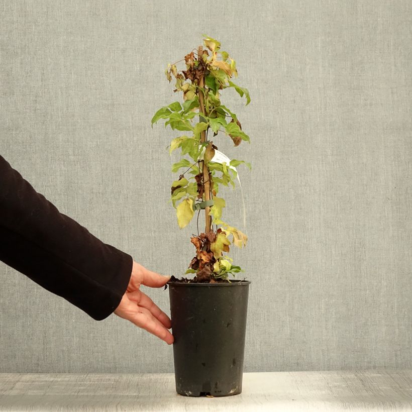 Example of Waldrebe Paradiso - Clematis Topf mit 2L/3L as you get in automne