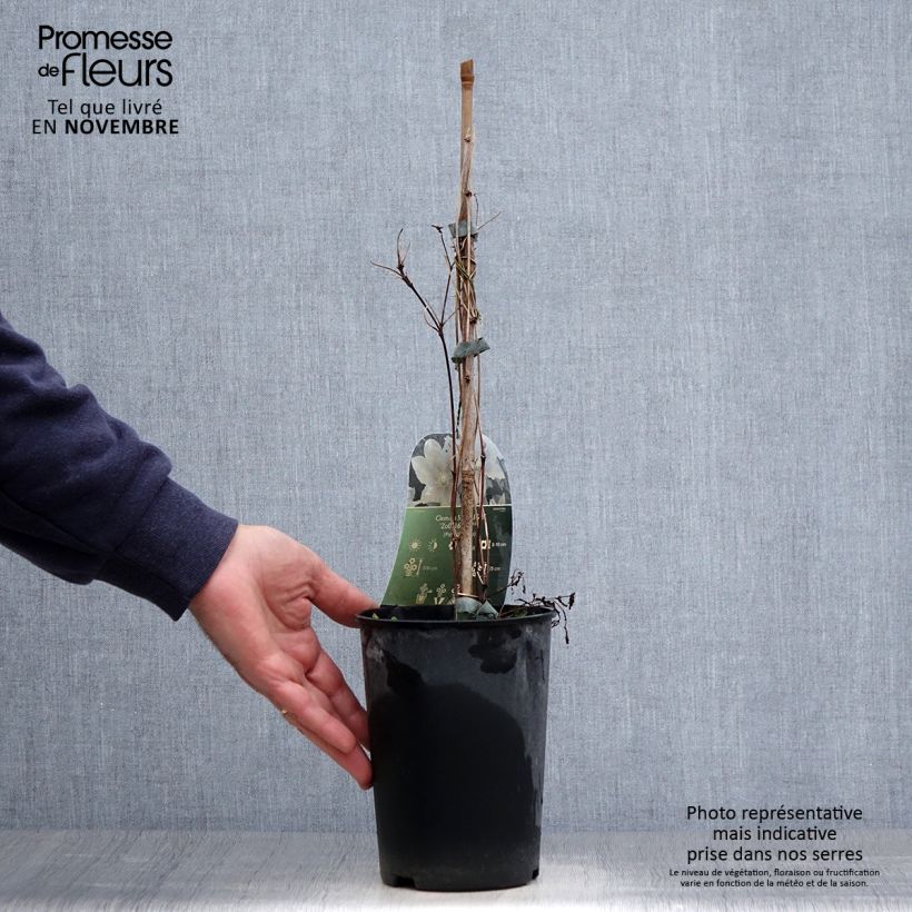 Example of Waldrebe Spotlight - Clematis Topf mit 2L/3L as you get in automne