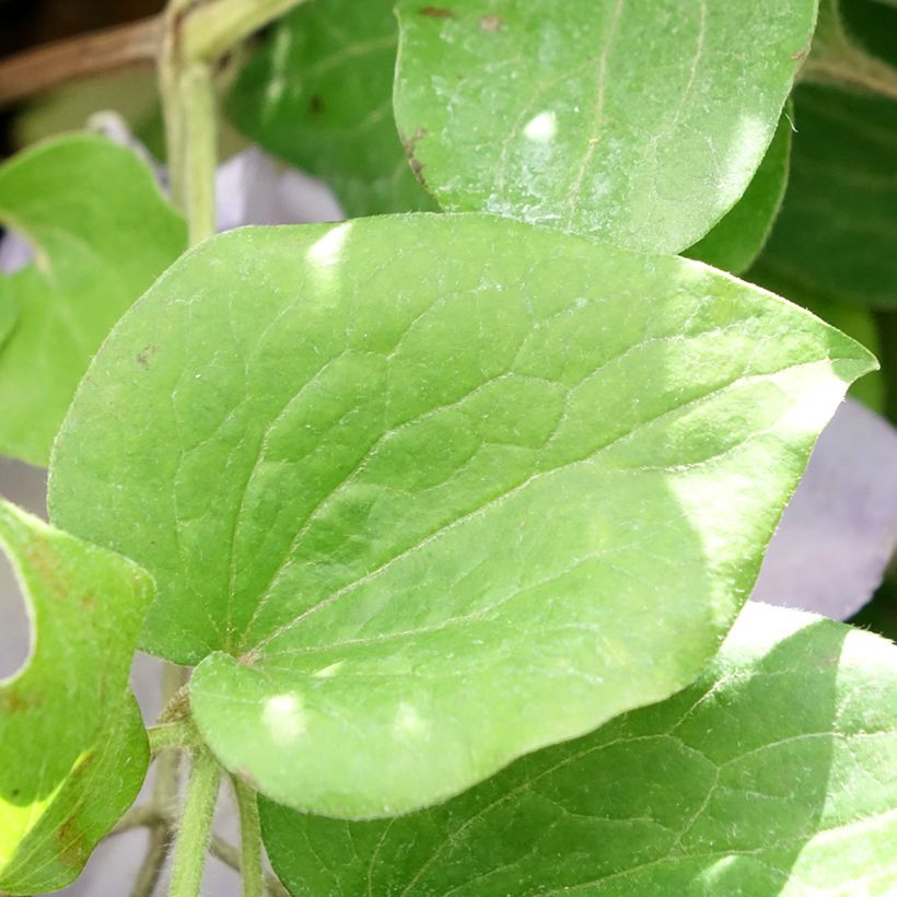 Waldrebe Spotlight - Clematis (Foliage)