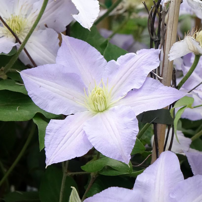 Waldrebe Spotlight - Clematis (Flowering)
