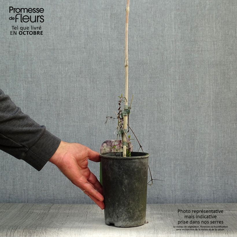 Example of Waldrebe Pernille - Clematis Topf mit 2L/3L as you get in automne