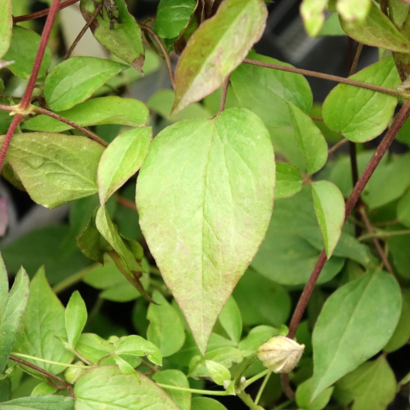 Waldrebe Pernille - Clematis (Foliage)