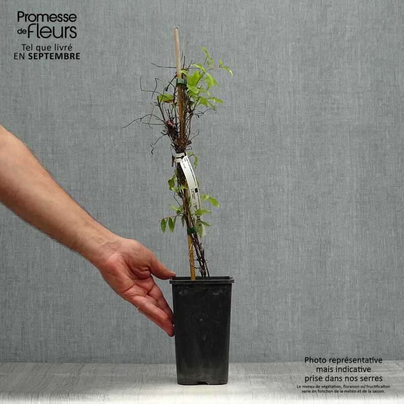 Example of Waldrebe Picardy - Clematis Topf mit 1,5L/2L as you get in automne