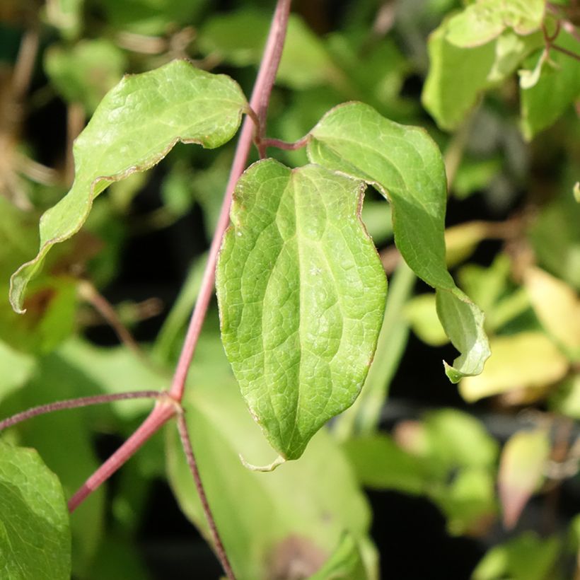 Waldrebe Picardy - Clematis (Foliage)