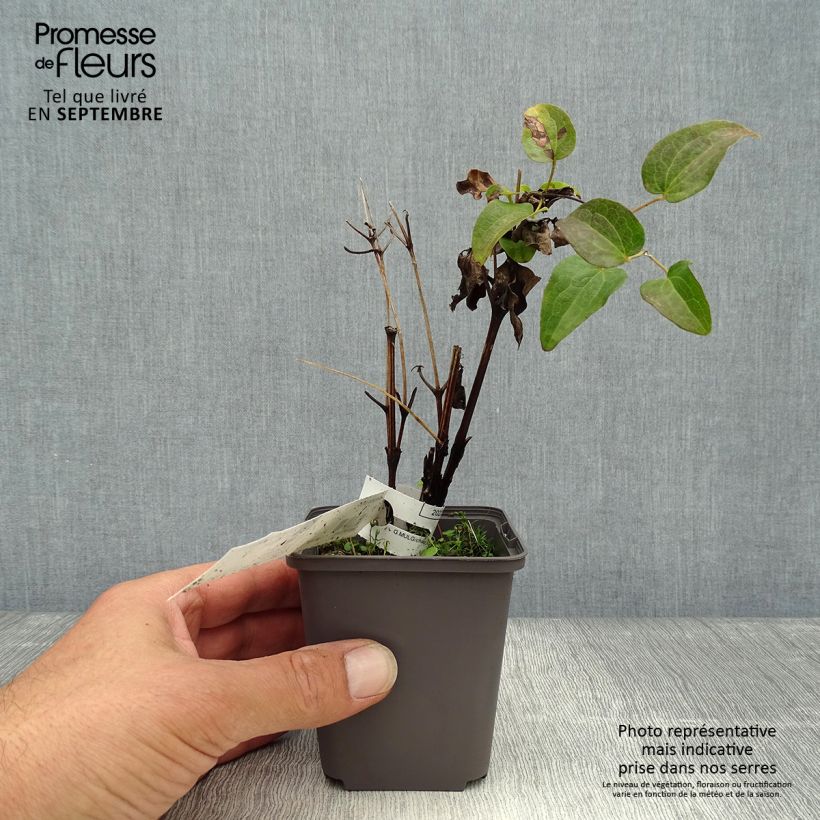 Example of Waldrebe Piilu - Clematis Kleine Töpfe von 8/9 cm as you get in automne