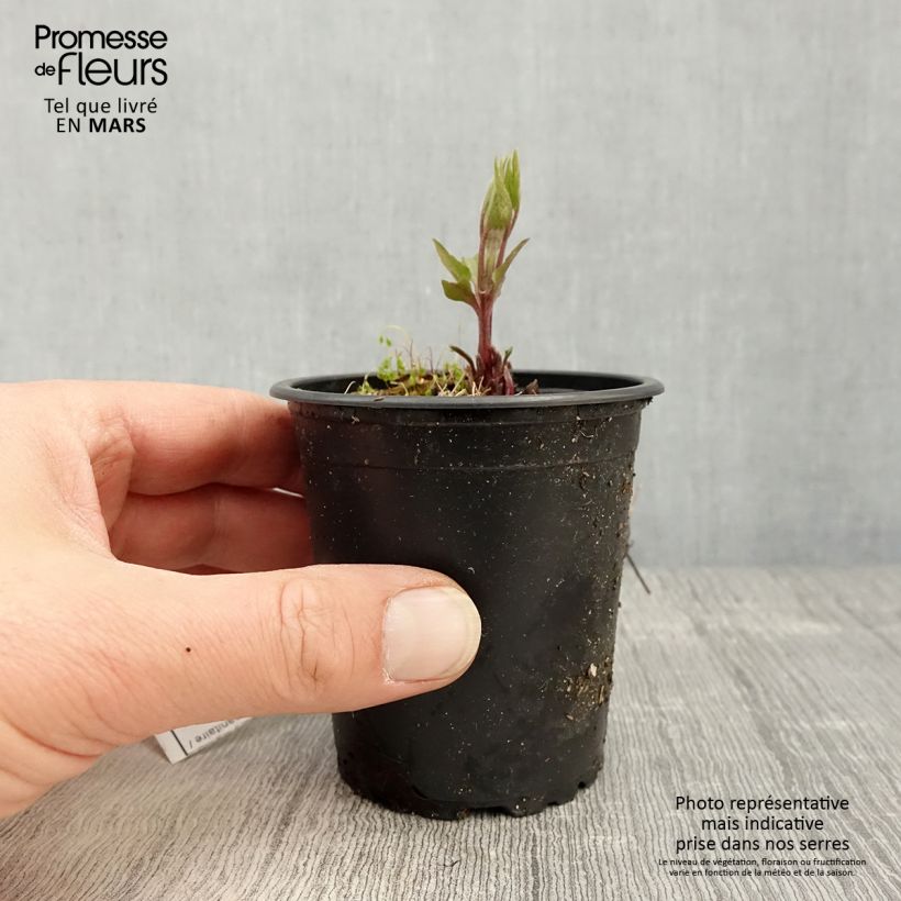 Exemplar von Waldrebe Piilu - Clematis Kleine Töpfe von 8/9 cm wie im Frühjahr geliefert