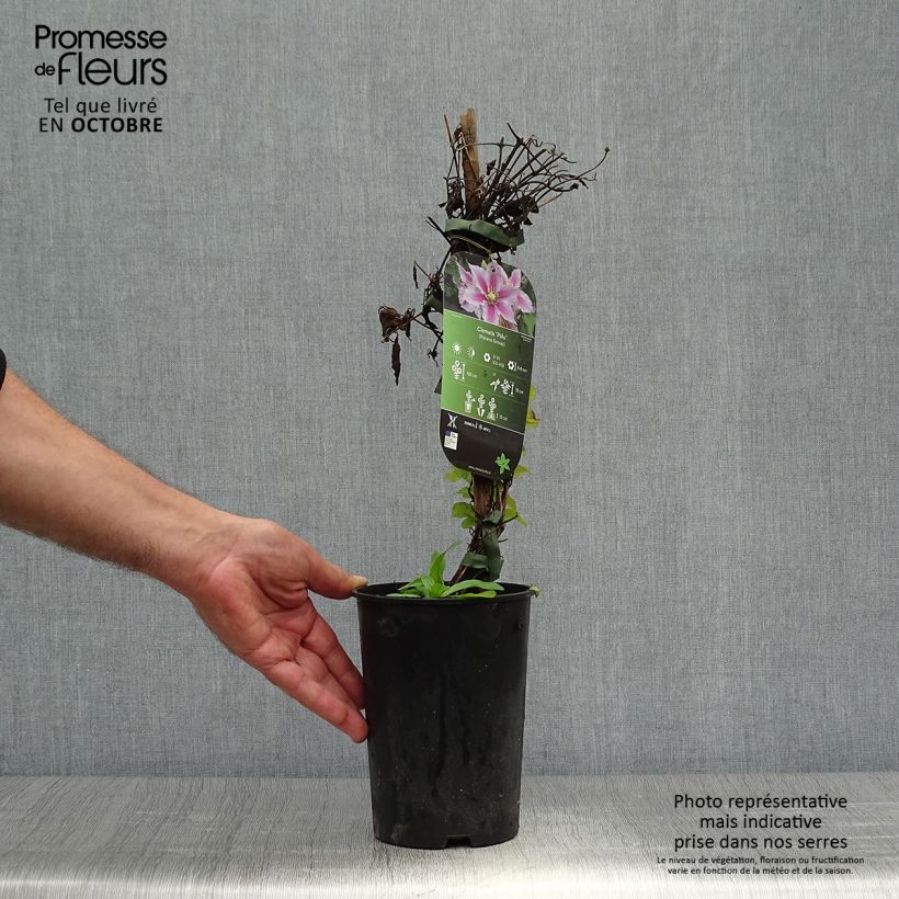 Example of Waldrebe Piilu - Clematis Topf mit 2L/3L as you get in automne