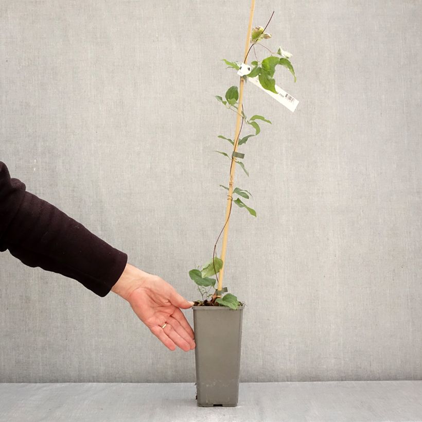 Exemplar von Waldrebe Pistachio Cake - Clematis Topf mit 2L/3L wie im Herbst geliefert