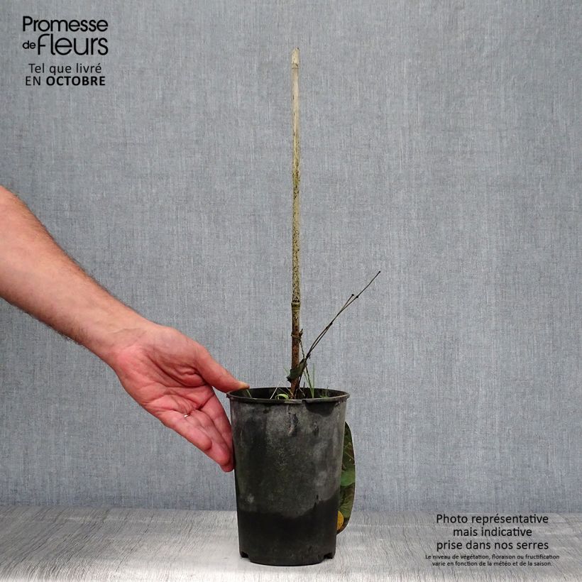 Example of Clematis viorna Pitcheri - Waldrebe Topf mit 2L/3L as you get in automne