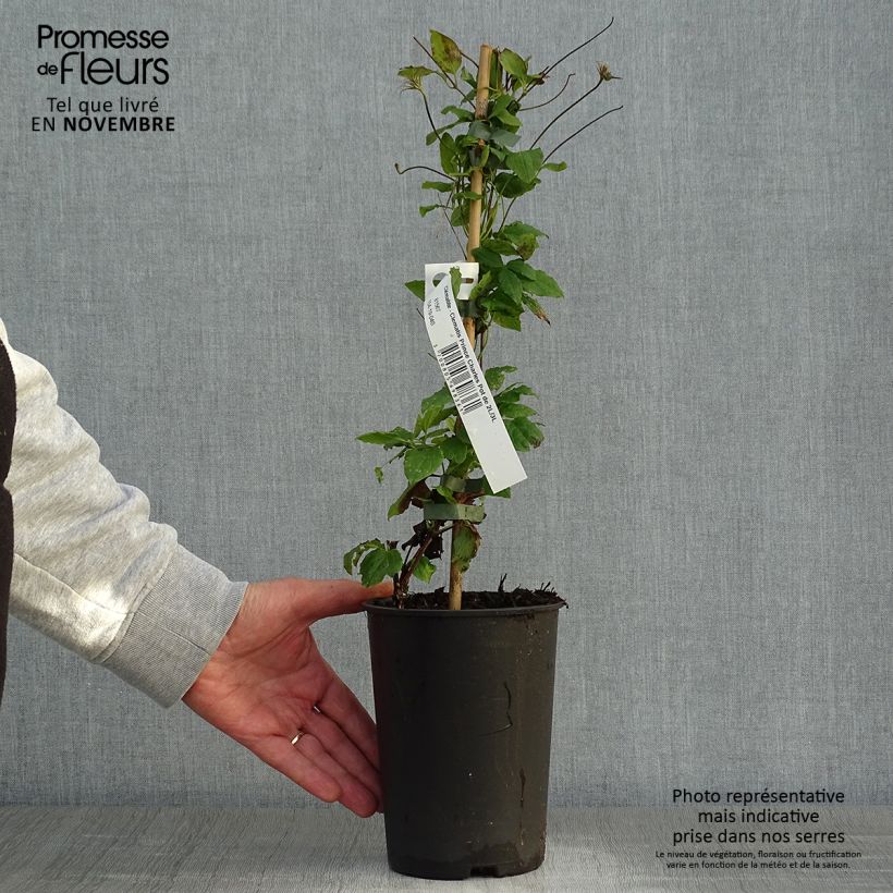Example of Waldrebe Prince Charles - Clematis Topf mit 2L/3L as you get in automne