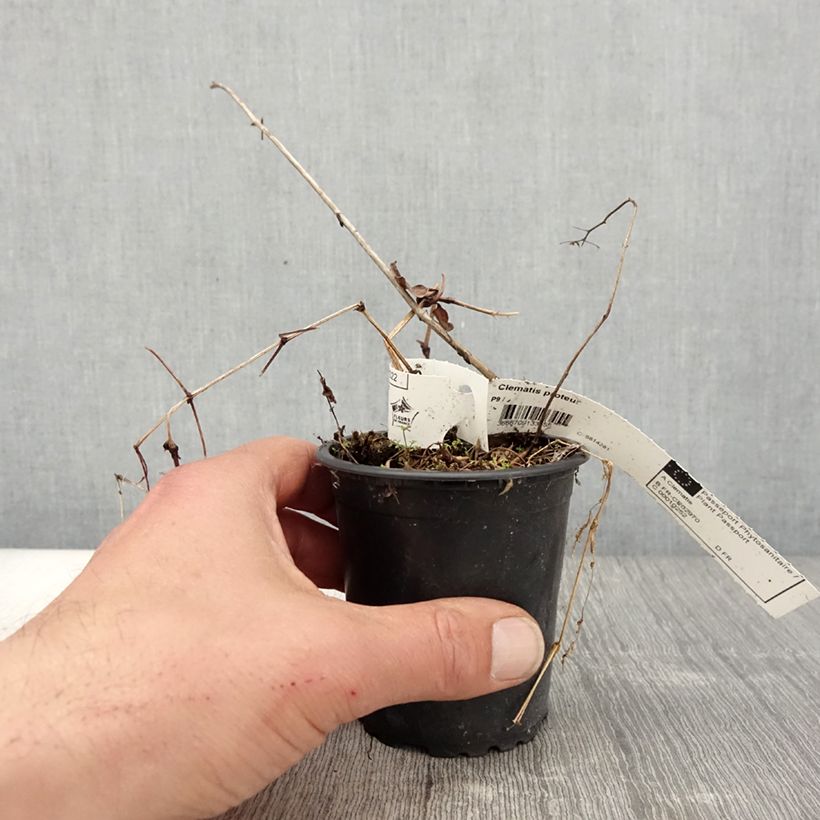 Exemplar von Waldrebe Proteus - Clematis Kleine Töpfe von 8/9 cm wie im Frühjahr geliefert