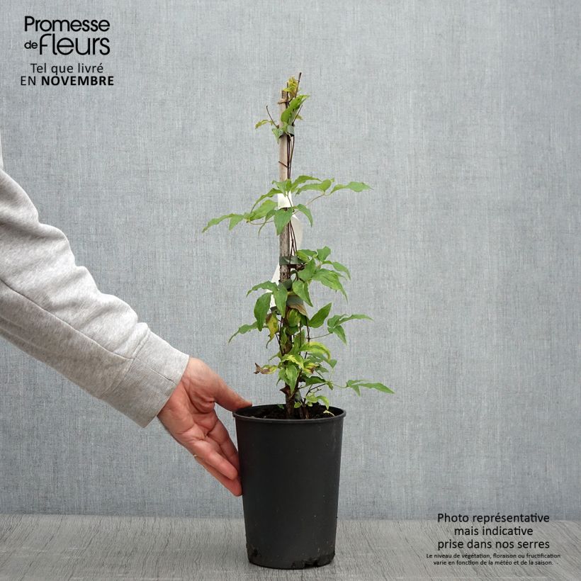 Example of Waldrebe Proteus - Clematis Topf mit 2L/3L as you get in automne
