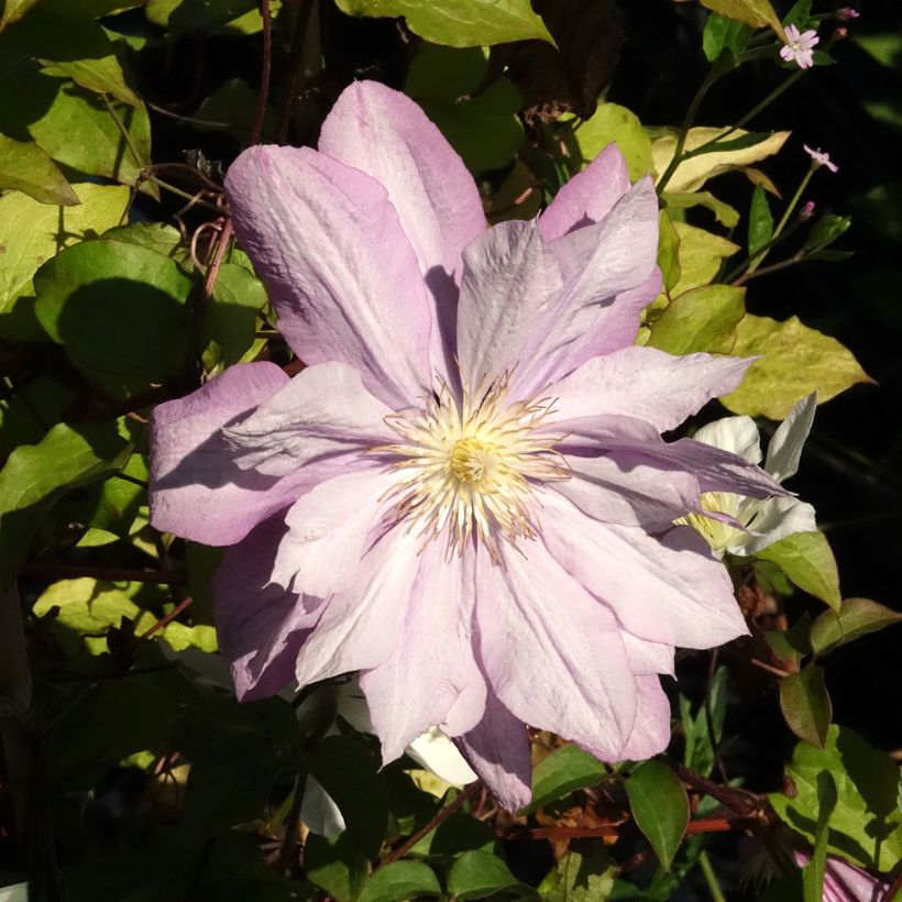 Waldrebe Proteus - Clematis (Blüte)
