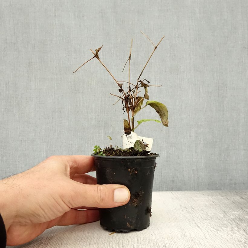 Example of Waldrebe Rasputin - Clematis Kleine Töpfe von 8/9 cm as you get in automne