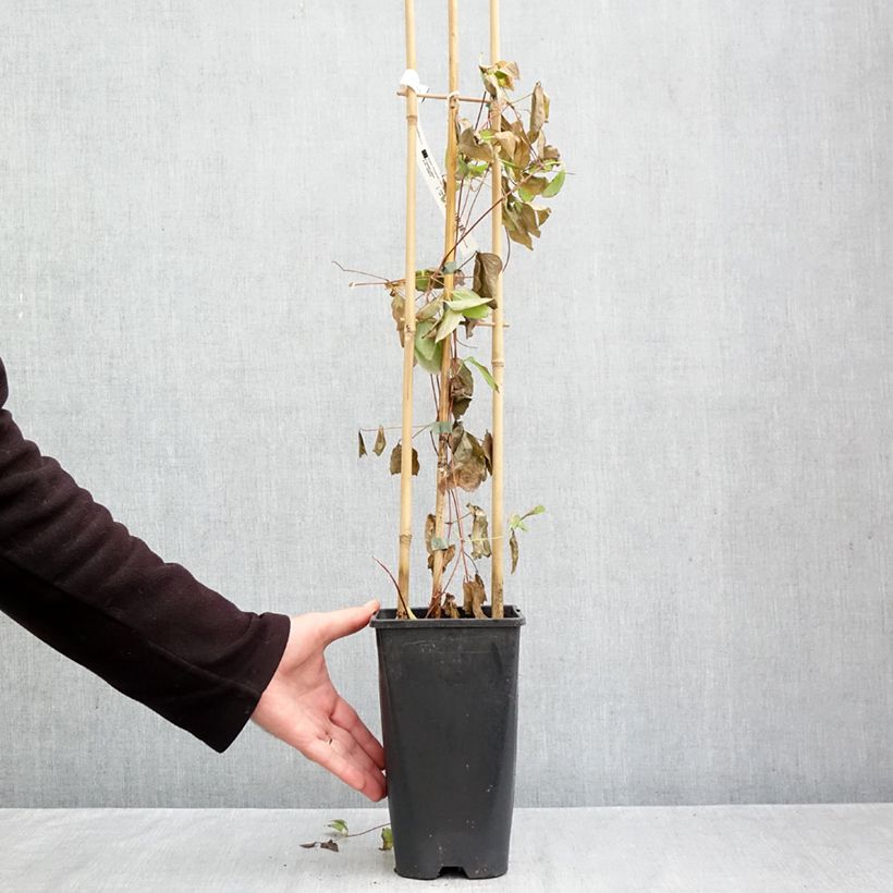 Exemplar von Waldrebe Rebecca - Clematis Topf mit 2L/3L wie im Herbst geliefert